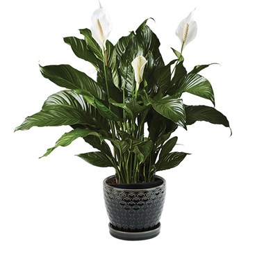 Peace Lily Potted Plant
